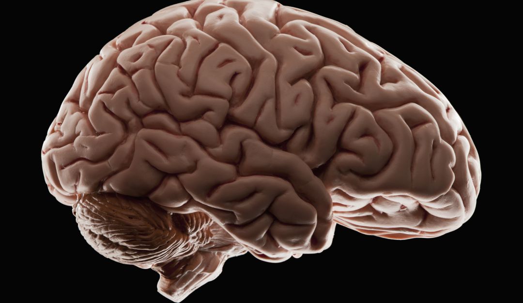 Cerebro humano Cerebro humano