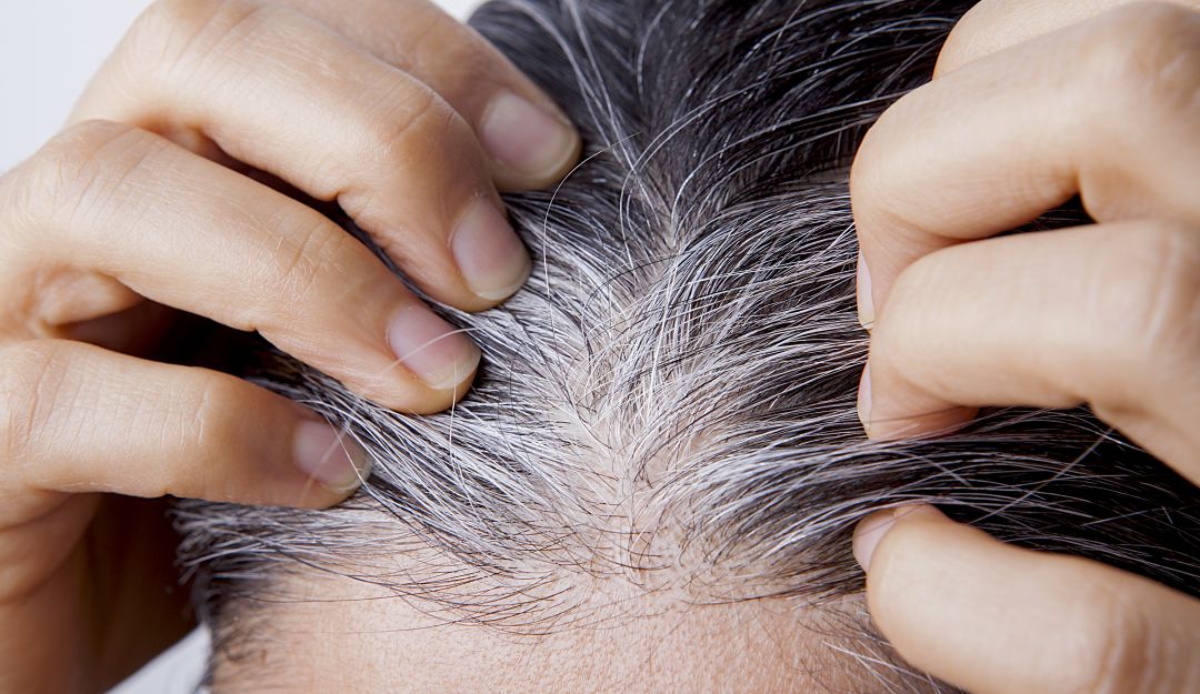 Canas. Canas.