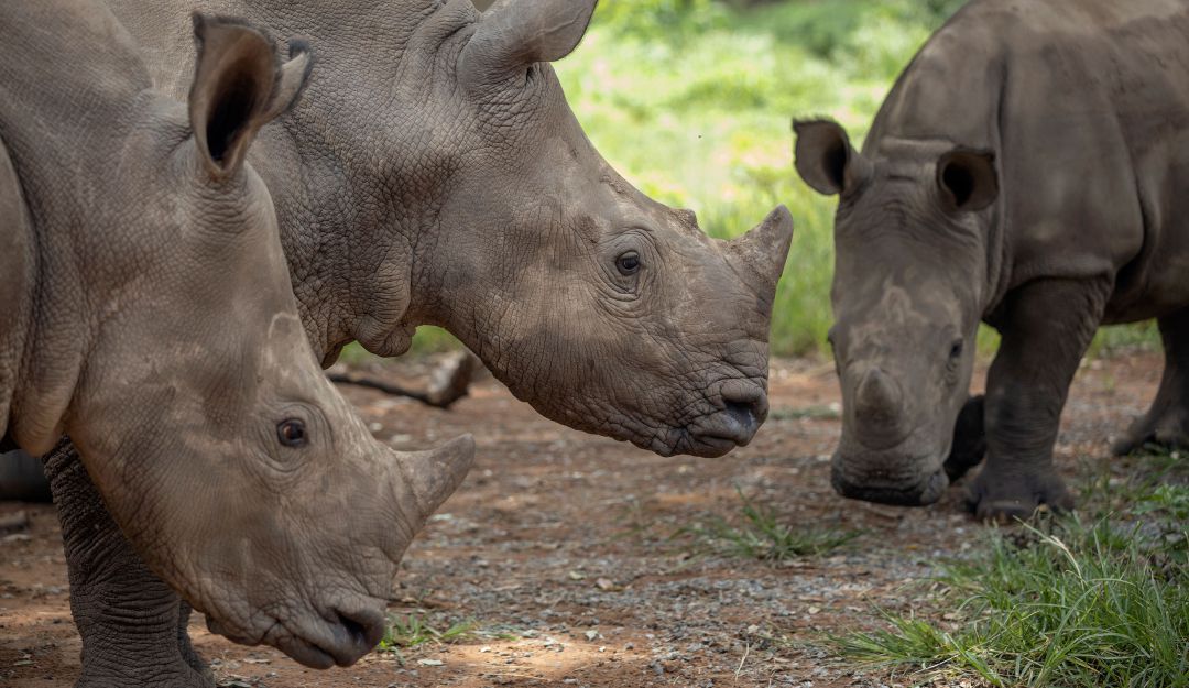 Rinocerontes en un albergue de protección en Sudáfrica. Rinocerontes en un albergue de protección en Sudáfrica.
