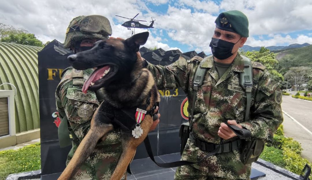 Killer ha sido condecorado por su habilidad de detectar estas trampas mortales. Killer ha sido condecorado por su habilidad de detectar estas trampas mortales.