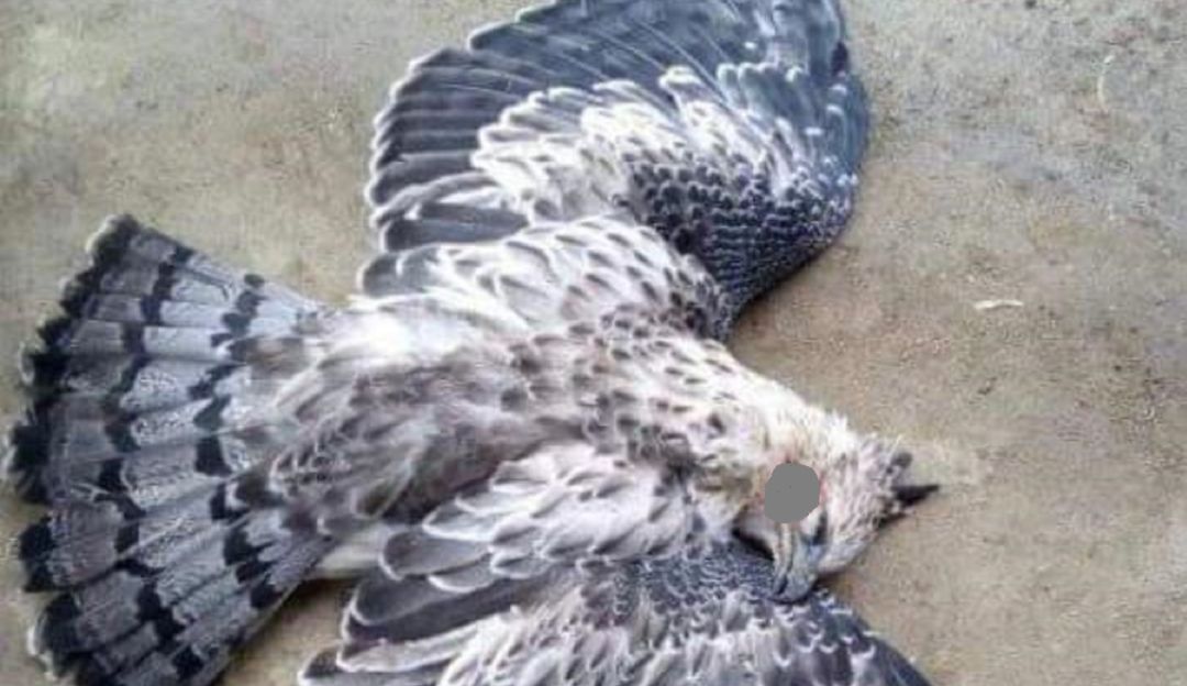 Águila real de montaña cazada en el Tolima Águila real de montaña cazada en el Tolima