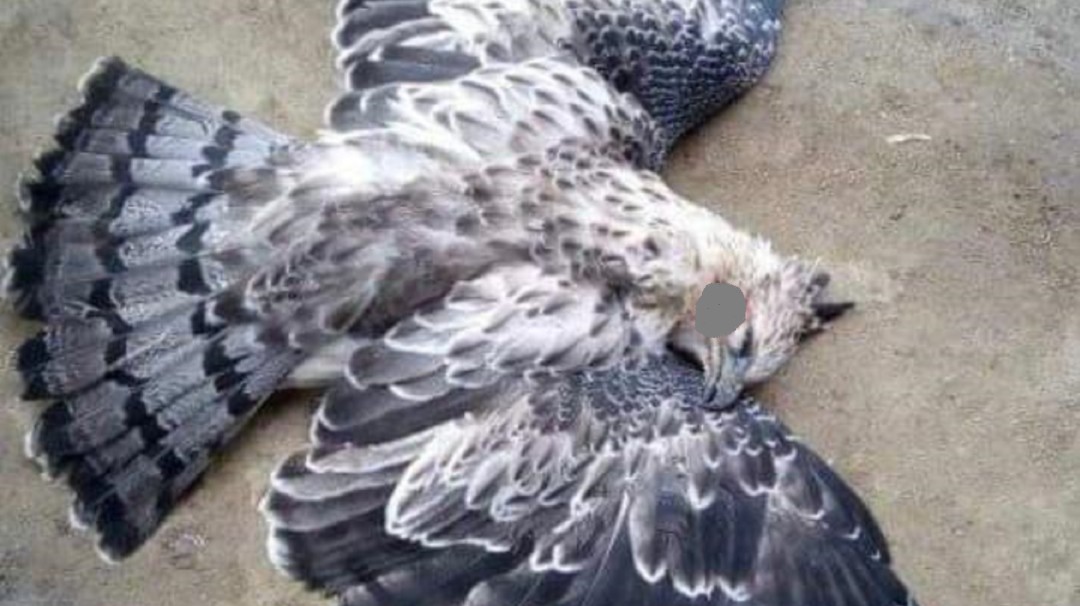 Indignación por caza de águila real en el Tolima
