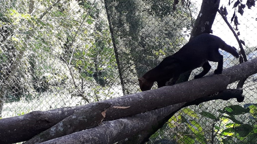 Puma yaguarundí rescatado en Caldas, vivirá en zoológico de Barranquilla