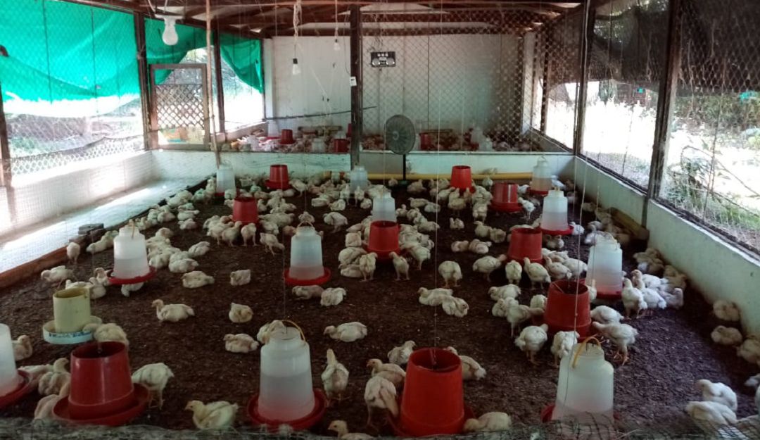 Granja avícola de la Asociación de Productores Agrícolas y Pecuarios del Municipio de San Diego (Cesar). Granja avícola de la Asociación de Productores Agrícolas y Pecuarios del Municipio de San Diego (Cesar).