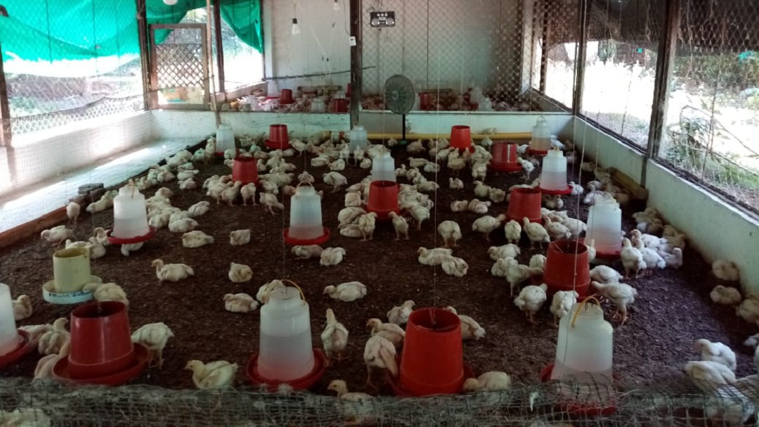 Cría de pollos de engorde, gran emprendimiento campesino en el Cesar