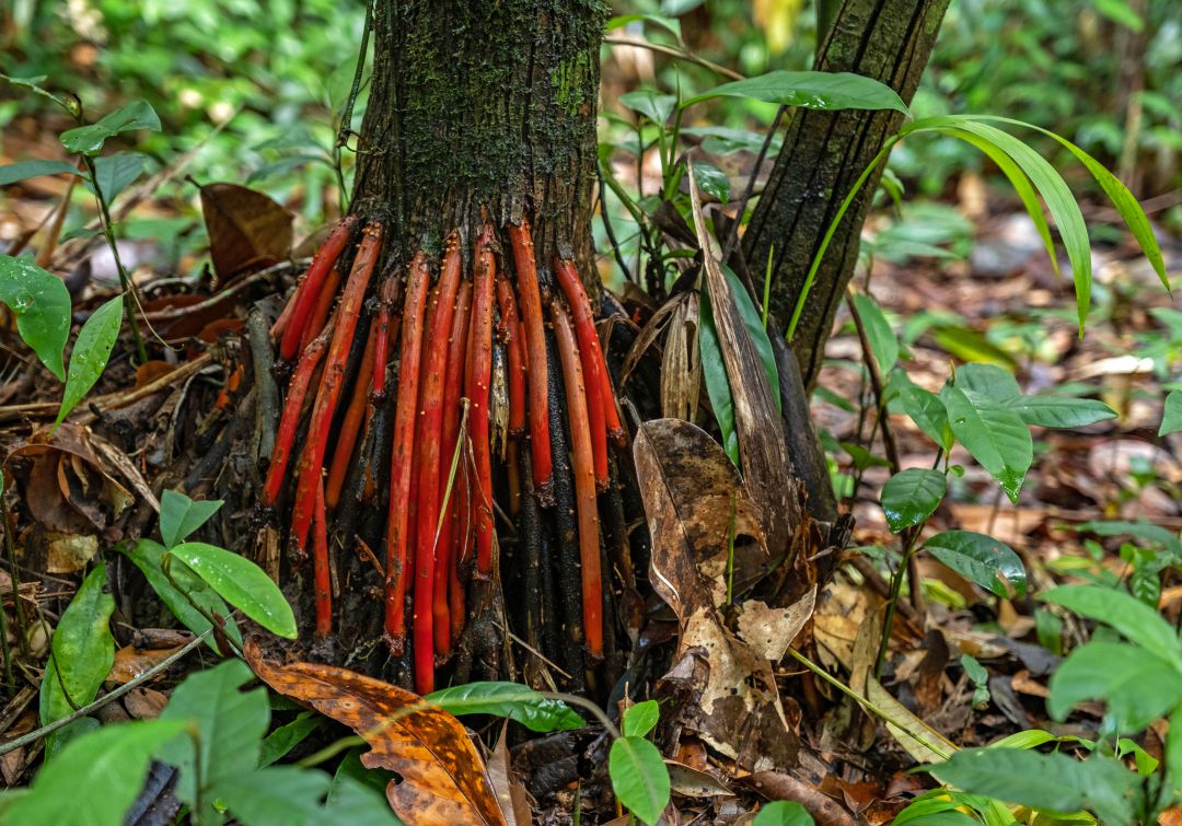 Decreto 690, cuidando y viviendo de nuestros bosques