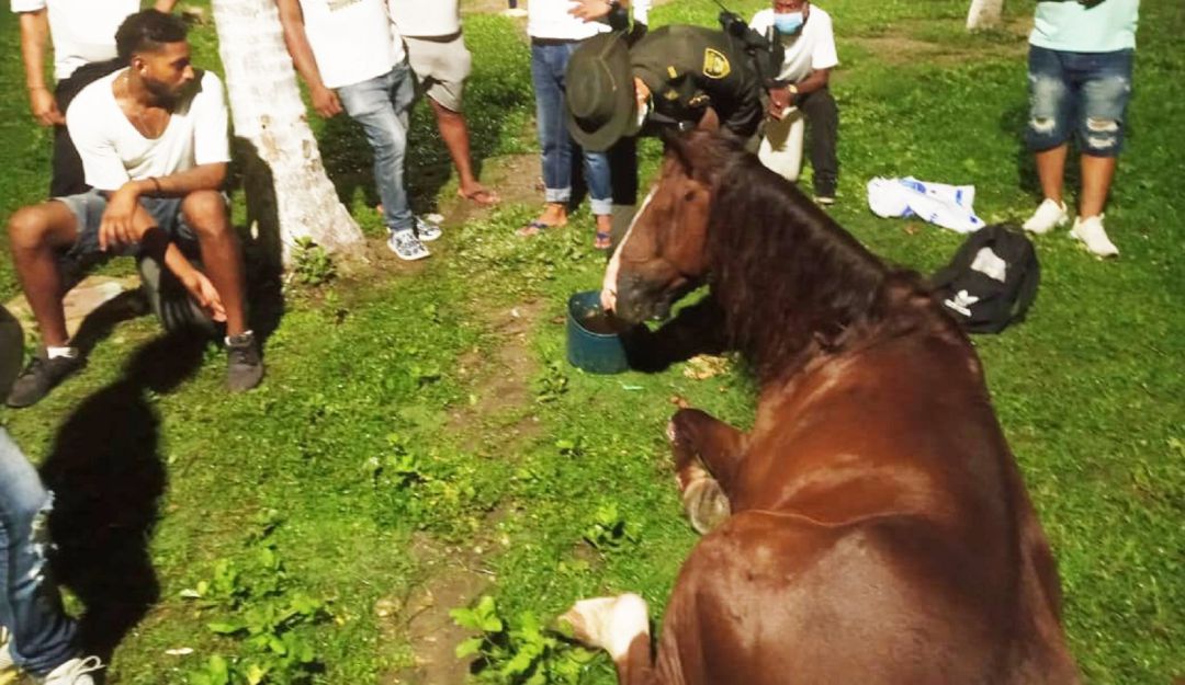 Caballo cochero Caballo cochero