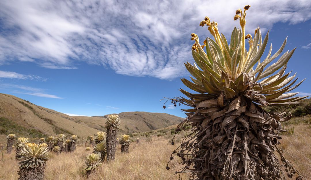 Por los parches de robles que aún sobreviven y por contar con 14 tipos de frailejones únicos, este páramo es considerado como un área prioritaria de conservación. Por los parches de robles que aún sobreviven y por contar con 14 tipos de frailejones únicos, este páramo es considerado como un área prioritaria de conservación.