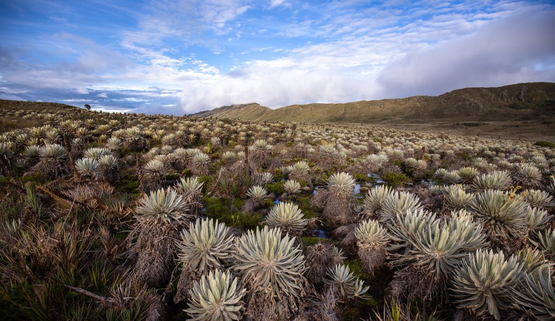 Concentra más de 6 % del área total de los páramos del mundo. Dos corredores lo conectan con ecosistemas estratégicos del país: uno con la cordillera de Los Picachos, sitio de transición de los Andes y la Amazonia y otro con los cerros orientales y Chingaza. Concentra más de 6 % del área total de los páramos del mundo. Dos corredores lo conectan con ecosistemas estratégicos del país: uno con la cordillera de Los Picachos, sitio de transición de los Andes y la Amazonia y otro con los cerros orientales y Chingaza.