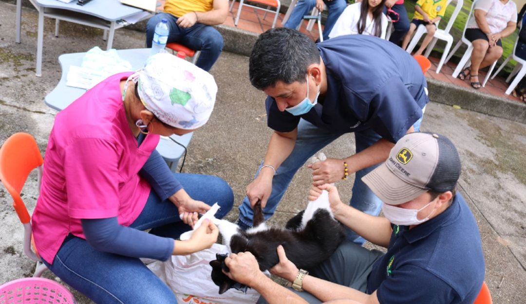 Vacunación de animales callejeros. Vacunación de animales callejeros.