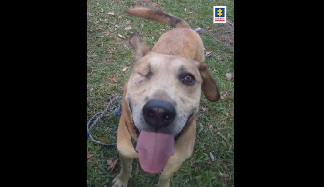 Imputados agresores de dos caninos en el Huila Imputados agresores de dos caninos en el Huila