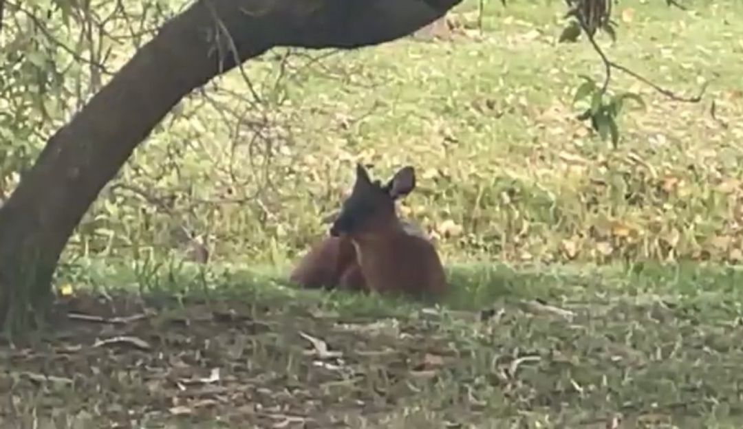 Venado en el norte de Bogotá Venado en el norte de Bogotá