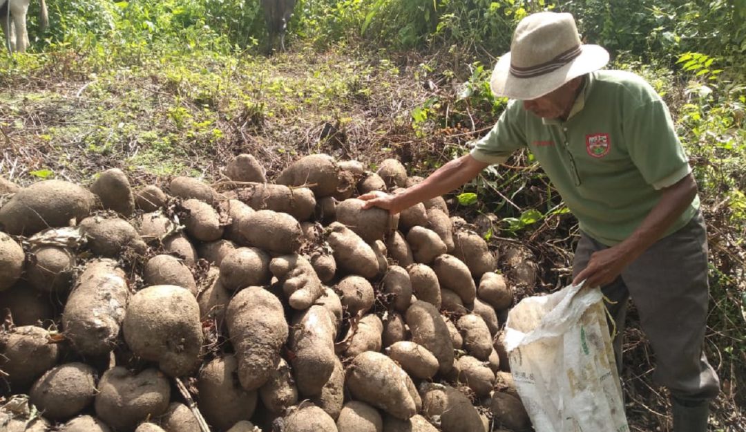 Campesinos de la alta montaña aseguran que los compradores quieren adquirir el producto a muy bajo precio y no reciben ayuda del gobierno Campesinos de la alta montaña aseguran que los compradores quieren adquirir el producto a muy bajo precio y no reciben ayuda del gobierno
