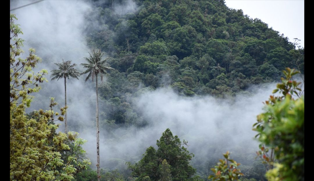 Deforestación Deforestación
