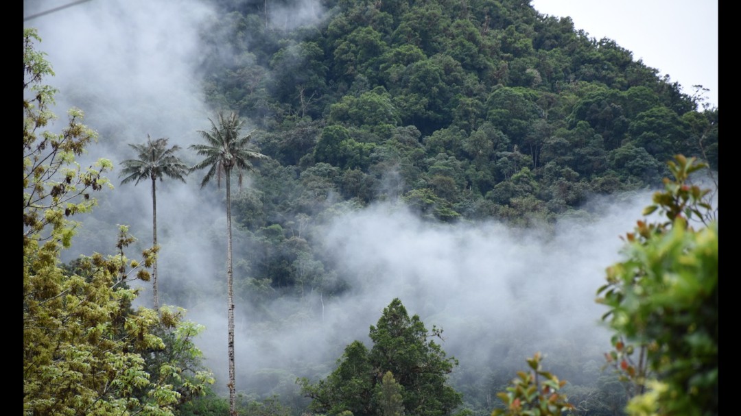 Disminuye índice de deforestación en el Huila