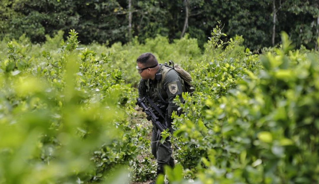 Según Mindefensa, en el Triángulo de Telembí, en Nariño, hay una disputa de integrantes de la ‘Franco Benavides’, por un corredor y los cultivos ilícitos”. Según Mindefensa, en el Triángulo de Telembí, en Nariño, hay una disputa de integrantes de la ‘Franco Benavides’, por un corredor y los cultivos ilícitos”.