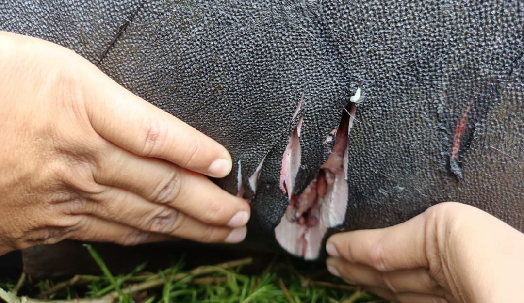 Heridas que pescadores le causaron a Julieta, la manatí Heridas que pescadores le causaron a Julieta, la manatí