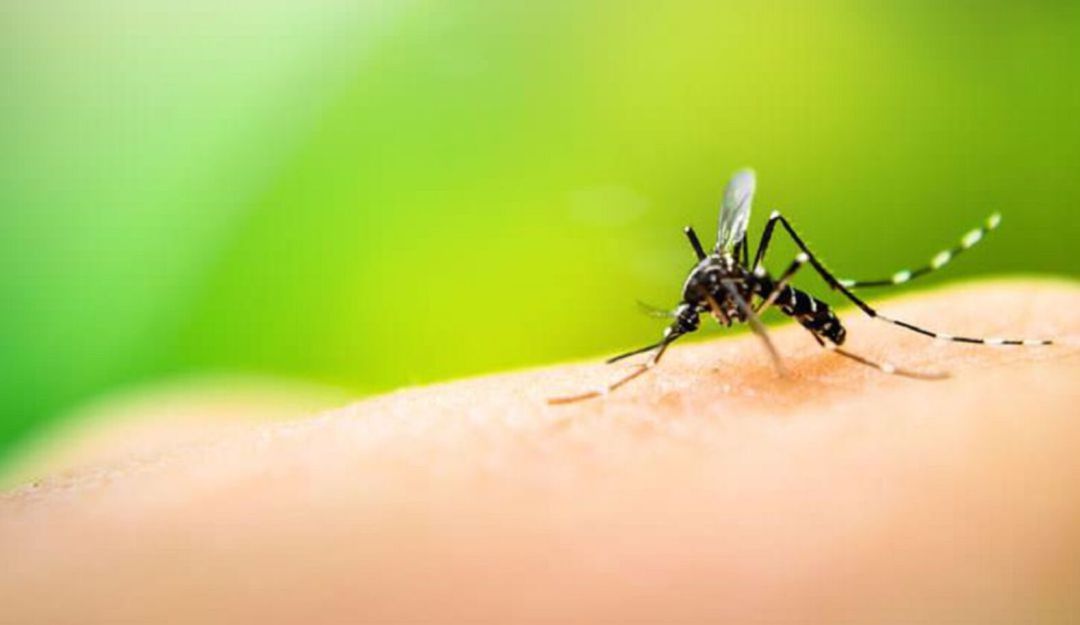 Mosquito transmisor. Mosquito transmisor.