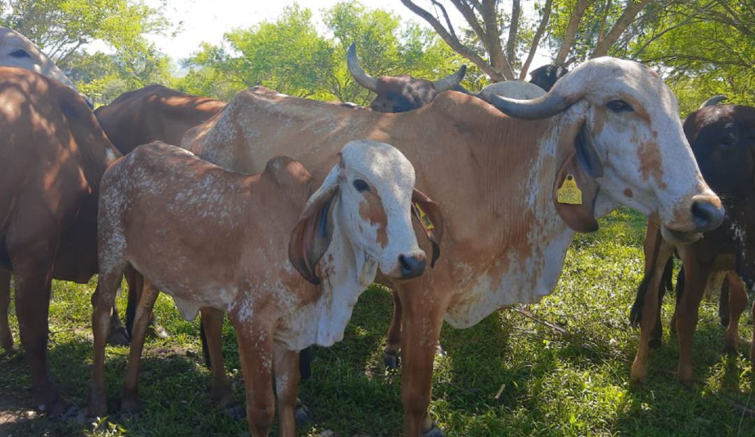 Ganadería en el Tolima Ganadería en el Tolima