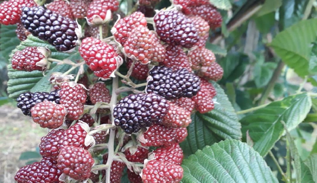 Moras cultivadas en Tuta, Boyacá Moras cultivadas en Tuta, Boyacá