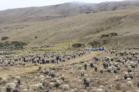 Almorzadero, emporio del agua, de bosques inmensos de frailejones centenarios y de montañas filosas que superan los 4000 metros de altura, sobrevoladas por el imponente cóndor de los Andes. Almorzadero, emporio del agua, de bosques inmensos de frailejones centenarios y de montañas filosas que superan los 4000 metros de altura, sobrevoladas por el imponente cóndor de los Andes.