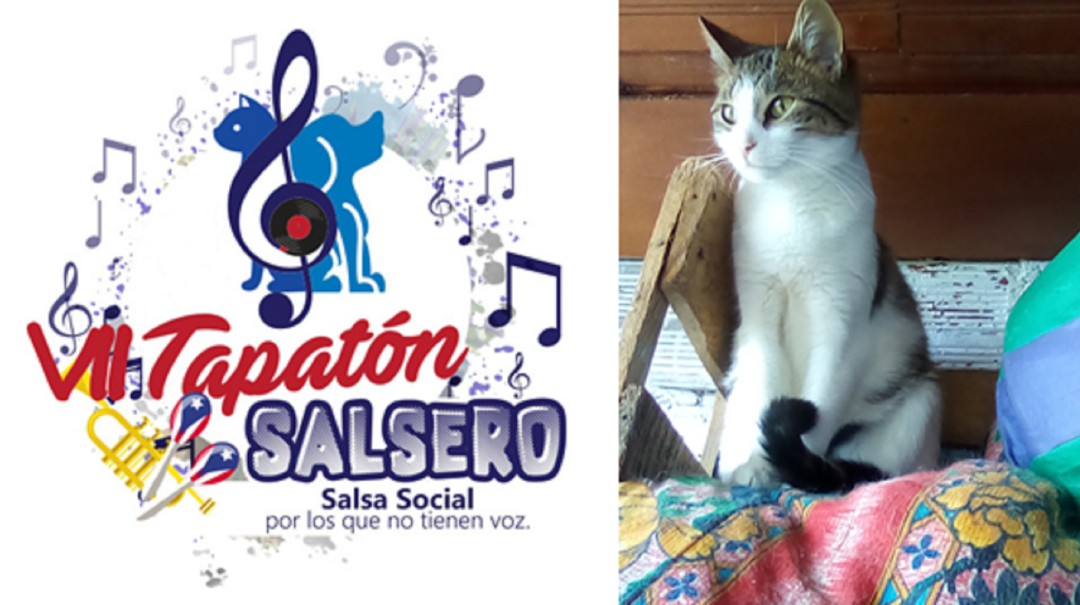 En Manizales se realizará la Tapatón Salsera por los que no tiene voz