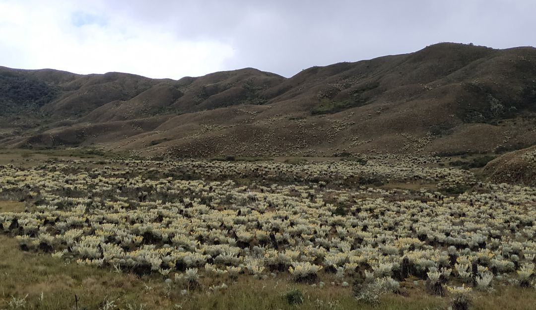 El 80% de los bogotanos dependen del agua que almacena el páramo de Chingaza El 80% de los bogotanos dependen del agua que almacena el páramo de Chingaza