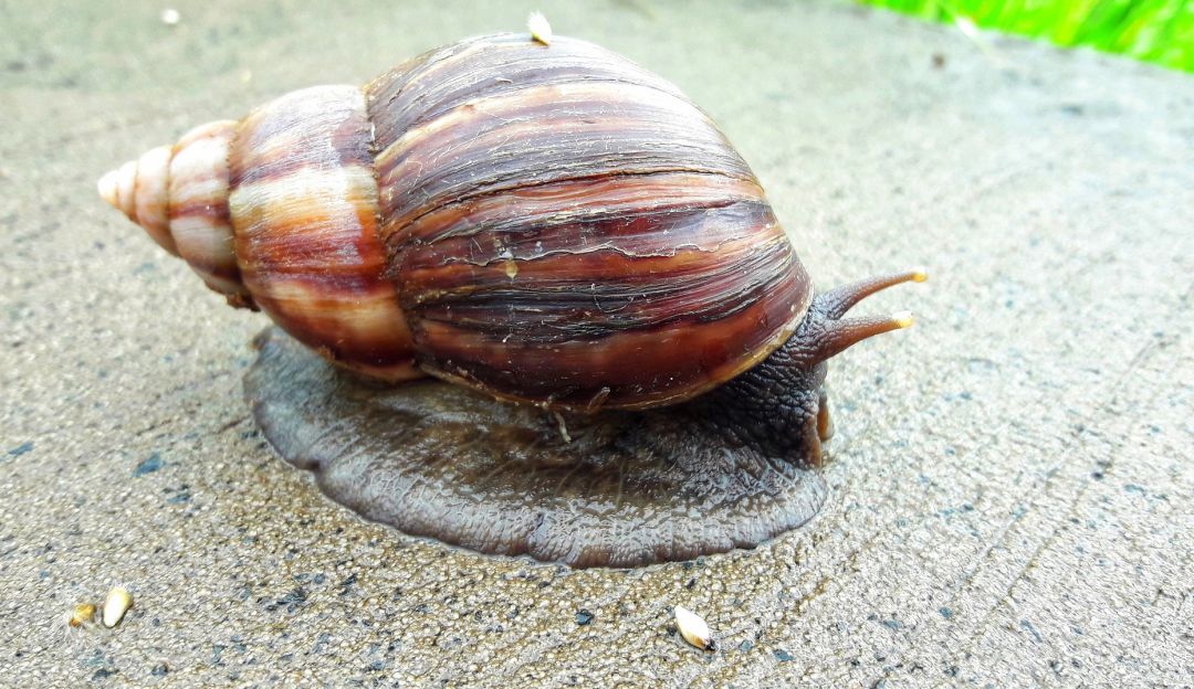 Caracol africano Caracol africano