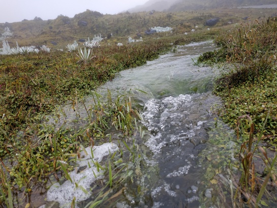En Chingaza llueve ocho meses del año, un regalo del cielo que se deposita en frailejones, lagunas, humedales y ríos En Chingaza llueve ocho meses del año, un regalo del cielo que se deposita en frailejones, lagunas, humedales y ríos