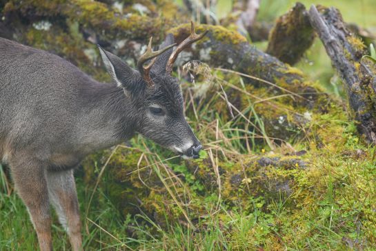 Venados de dos especies abundan en el páramo de Chingaza, mamíferos que ya no se esconden ante la presencia de los turistas Venados de dos especies abundan en el páramo de Chingaza, mamíferos que ya no se esconden ante la presencia de los turistas