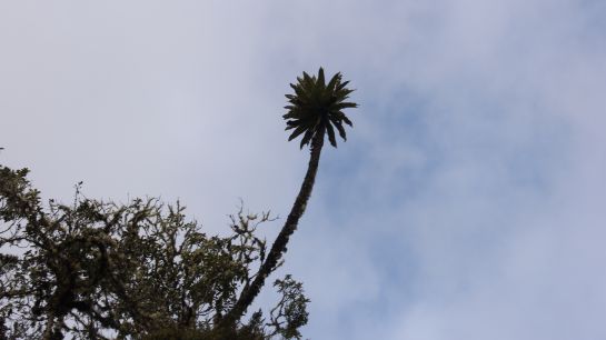 Espeletia uribei es un frailejón que solo habita en el páramo de Chingaza. Alcanza a medir hasta 10 metros, por lo cual parece más una palma Espeletia uribei es un frailejón que solo habita en el páramo de Chingaza. Alcanza a medir hasta 10 metros, por lo cual parece más una palma
