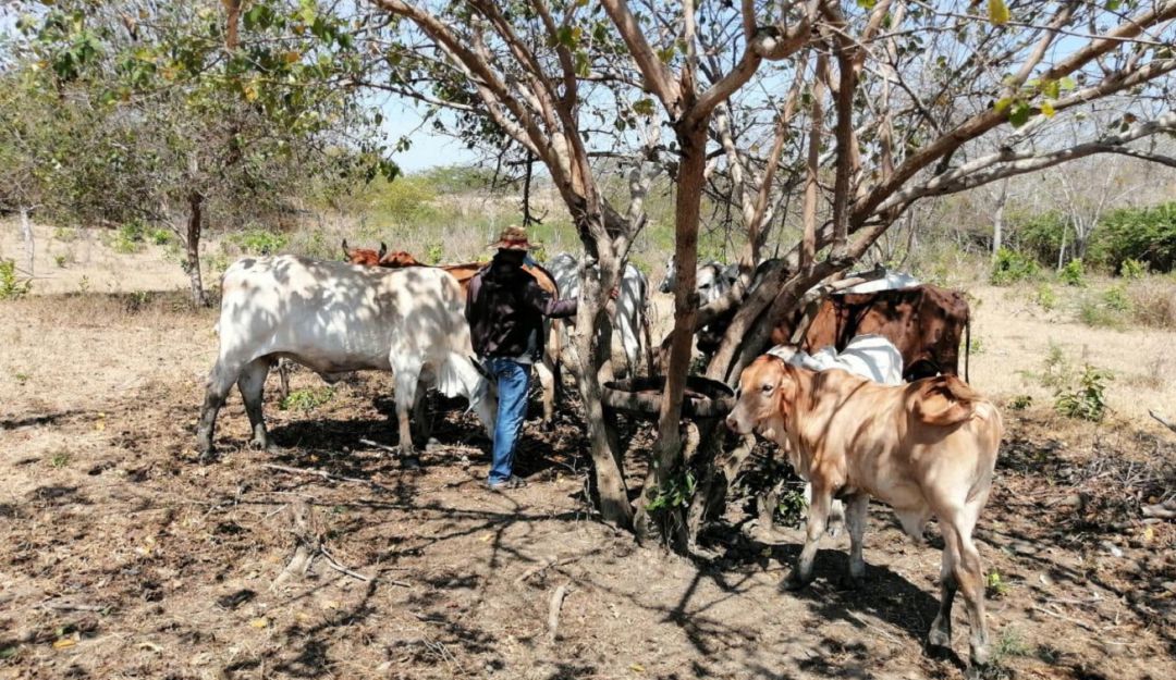 El 72% de estos excombatientes cuentan con proyectos productivos El 72% de estos excombatientes cuentan con proyectos productivos