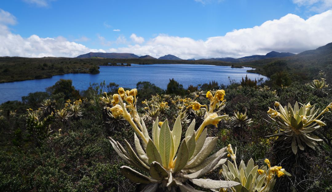 El páramo de Guerrero, ubicado en Cundinamarca, le surte agua a los habitantes del norte de Bogotá. El páramo de Guerrero, ubicado en Cundinamarca, le surte agua a los habitantes del norte de Bogotá.