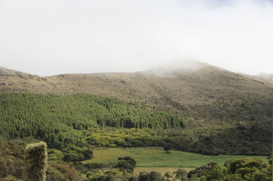 Guerrero es el páramo más afectado en Colombia. Uno de sus verdugos son las plantaciones de pino, un árbol que no es del país y el cual perjudica a las especies nativas Guerrero es el páramo más afectado en Colombia. Uno de sus verdugos son las plantaciones de pino, un árbol que no es del país y el cual perjudica a las especies nativas