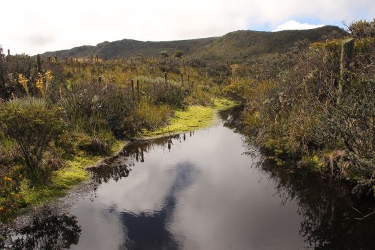 El río Guandoque nace en el páramo de Guerrero. Es la principal fuente que alimenta al embalse del Neusa, de donde se surte de agua al norte de Bogotá El río Guandoque nace en el páramo de Guerrero. Es la principal fuente que alimenta al embalse del Neusa, de donde se surte de agua al norte de Bogotá