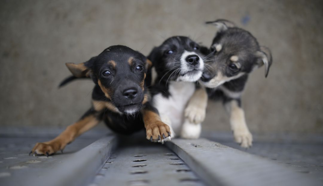 Perros Perros