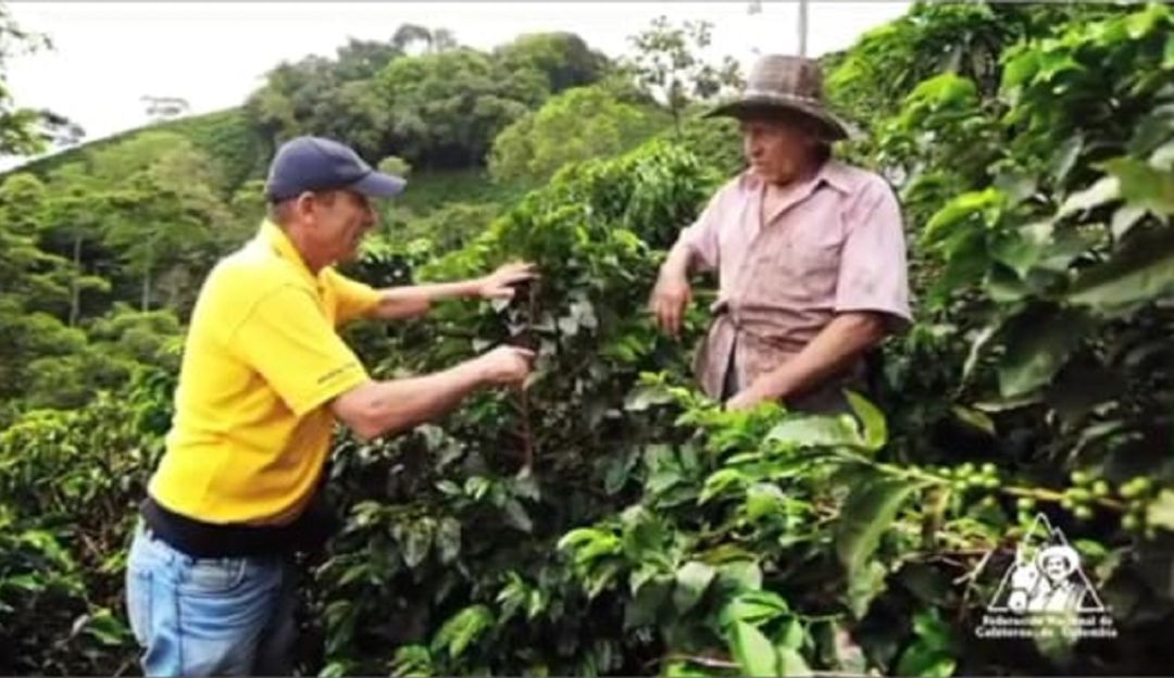 Productores de café Productores de café