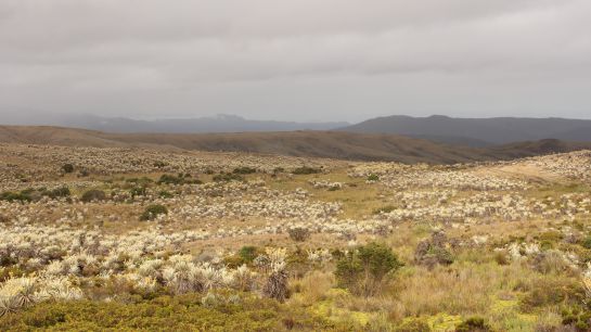 Las más de 330 000 hectáreas de Sumapaz lo convierten en el páramo más grande del mundo. La mitad del área de Bogotá está dentro de este ecosistema encargado de almacenar agua Las más de 330 000 hectáreas de Sumapaz lo convierten en el páramo más grande del mundo. La mitad del área de Bogotá está dentro de este ecosistema encargado de almacenar agua