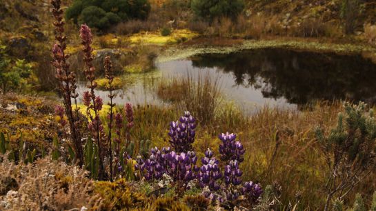 El agua que resguarda el páramo de Sumapaz es vital para algunos habitantes del sur de Bogotá El agua que resguarda el páramo de Sumapaz es vital para algunos habitantes del sur de Bogotá