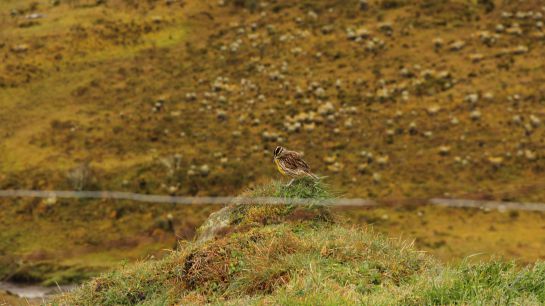 Más de 200 especies de aves han sido registradas en el páramo más grande del mundo. Una de ellas es este chirlobirlo Más de 200 especies de aves han sido registradas en el páramo más grande del mundo. Una de ellas es este chirlobirlo