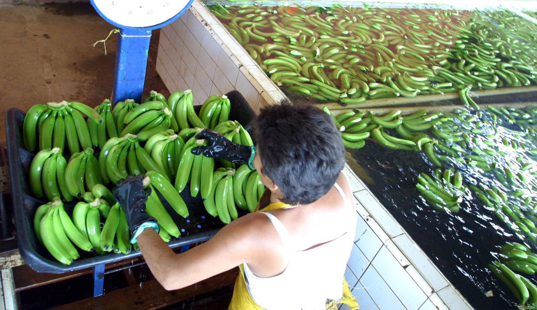 Exportaciones desde Colombia: Ratifican acuerdo con el Reino Unido para la exportación del banano Exportaciones desde Colombia: Ratifican acuerdo con el Reino Unido para la exportación del banano