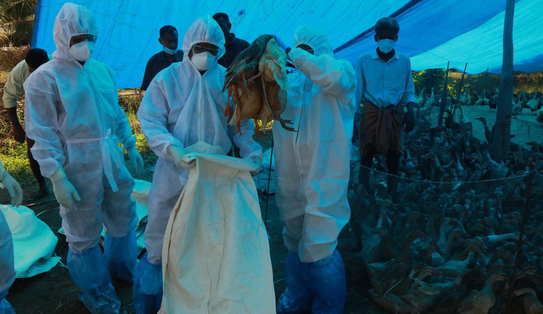 Durante el 2021, las autoridades sanitarias indias han detectado varios brotes de gripe aviar. Durante el 2021, las autoridades sanitarias indias han detectado varios brotes de gripe aviar.