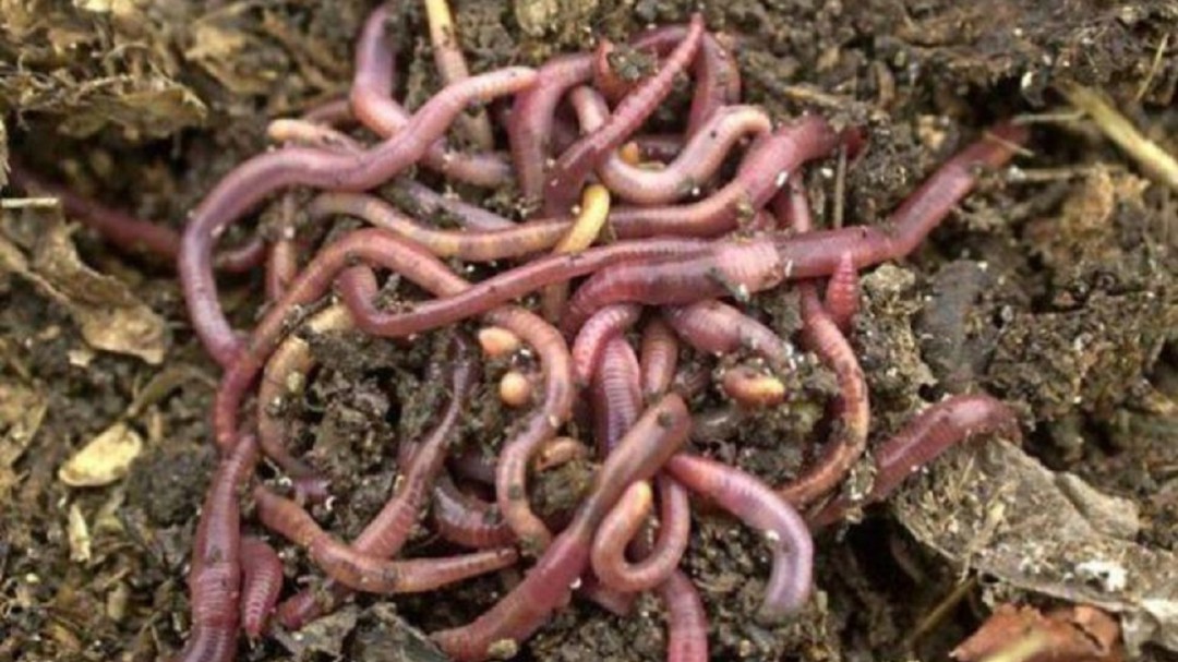 La lombricultura y sus beneficios para el agro