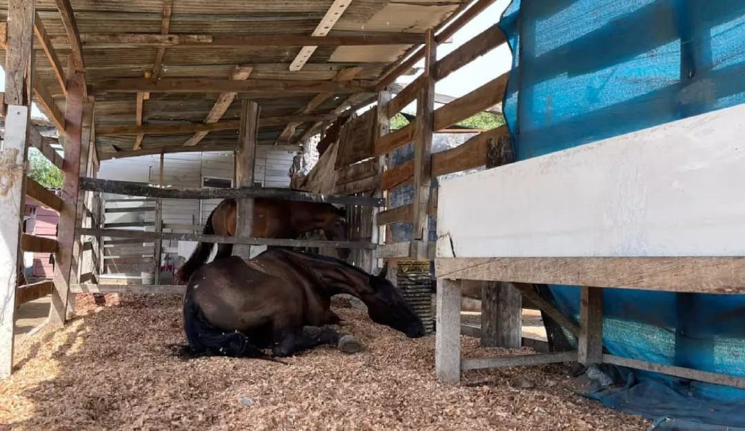 Caballos Caballos