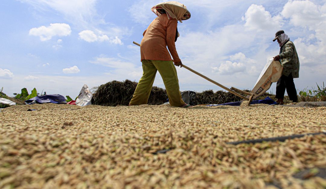 Extensión de arroz en Indonesia. Extensión de arroz en Indonesia.