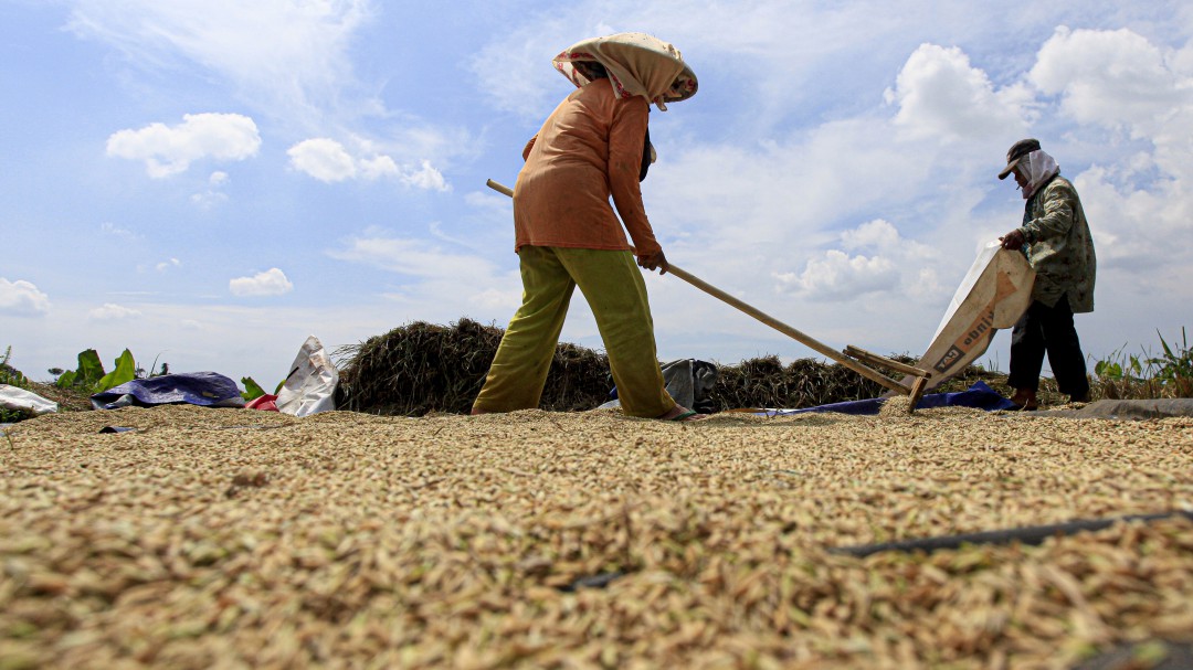 Filipinas aprueba producción de arroz modificado genéticamente