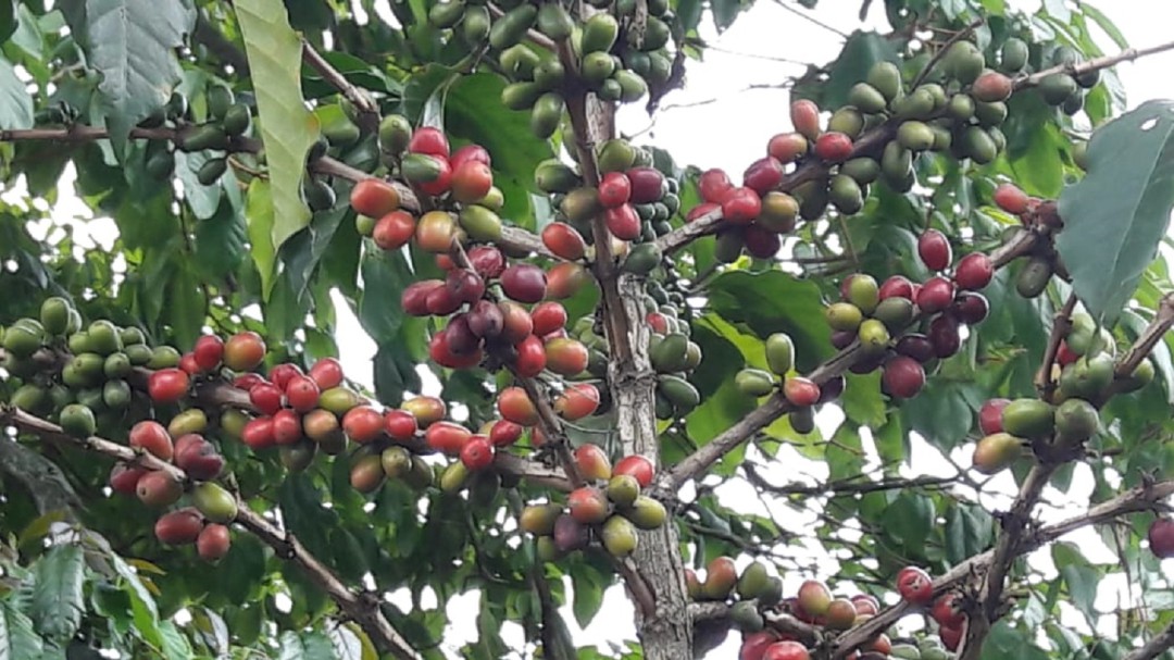 Buenos precios de café no son bonanza: caficultores, Quindío