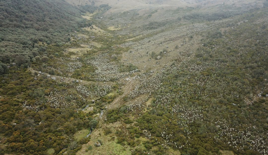 Esta semana, Expedición Páramo llega a Guantiva-La Rusia, páramo conformado por 119.000 hectáreas de la cordillera Oriental Esta semana, Expedición Páramo llega a Guantiva-La Rusia, páramo conformado por 119.000 hectáreas de la cordillera Oriental