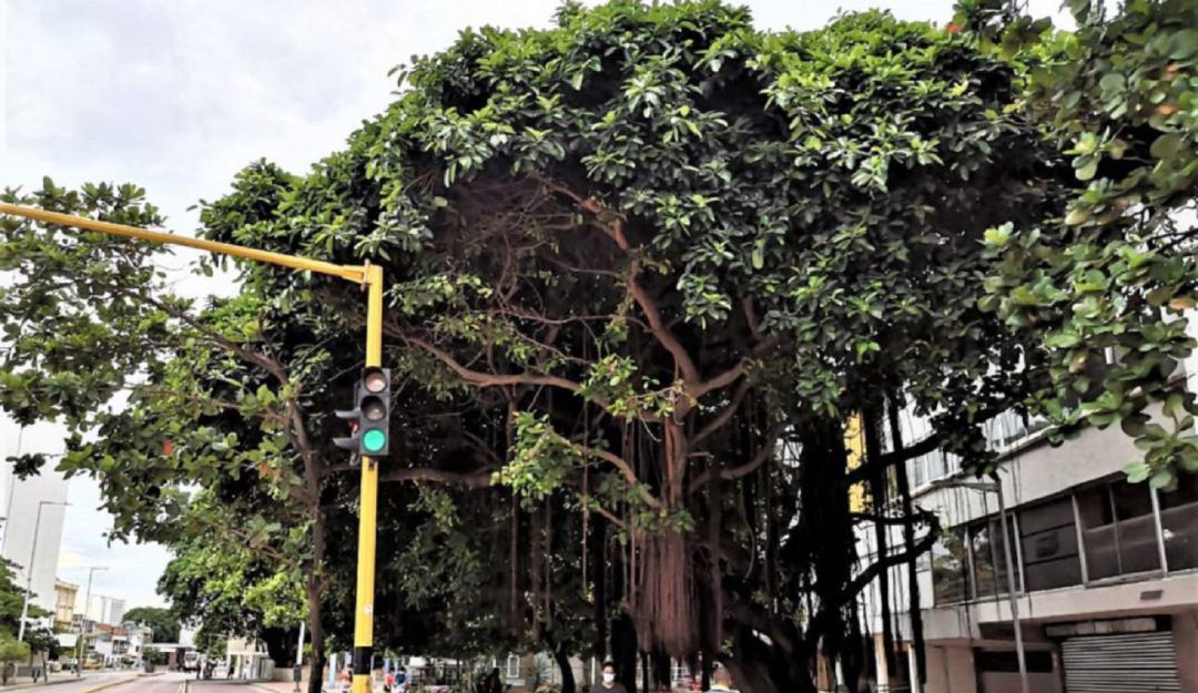 La fundación Verde que te quiero Verde aseguró que se requiere de una inversión para adecuar los árboles de caucho y ampliación física de jardineras La fundación Verde que te quiero Verde aseguró que se requiere de una inversión para adecuar los árboles de caucho y ampliación física de jardineras