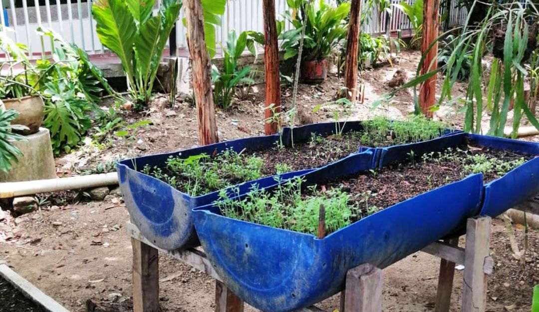 La UMATA en conjunto con el Hogar Geriátrico La Milagrosa, hace 17 días puso a prueba de germinación semillas de maíz, yuca, ñame, entre otros La UMATA en conjunto con el Hogar Geriátrico La Milagrosa, hace 17 días puso a prueba de germinación semillas de maíz, yuca, ñame, entre otros